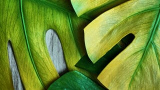 7 Reasons Why A Monstera Deliciosa Has Yellow Leaves