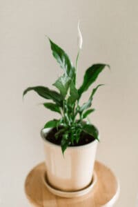 A Peace Lily is not very nutrient hungry. However a lack of nitrogen or magnesium as well as iron will lead to yellow leaves