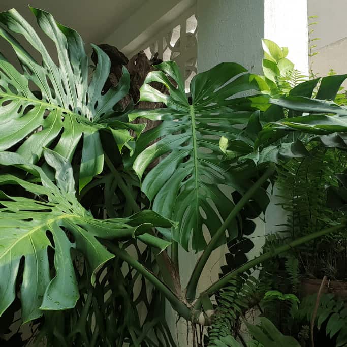 A supporting structure is needed for bigger leaves and more fenestrations on Monstera Deliciosa