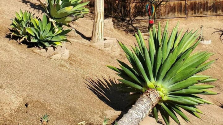 Agave Decipiens Care Explained  – Once And For All!