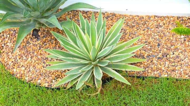 Agave Desmettiana Care from A to Z