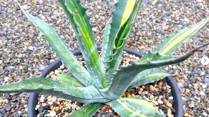 Agave Franzosinii Care Made Easy – All You Need To Know!