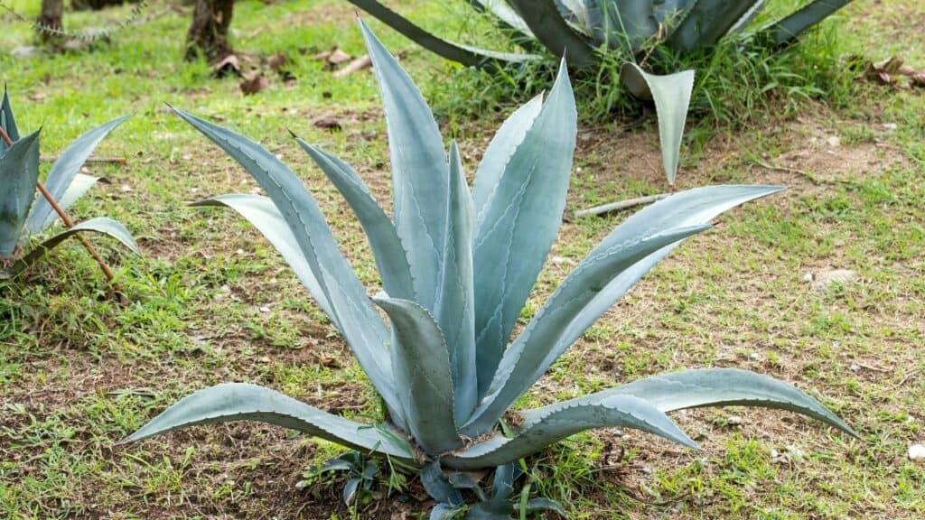 Agave Tequilana Blue Agave