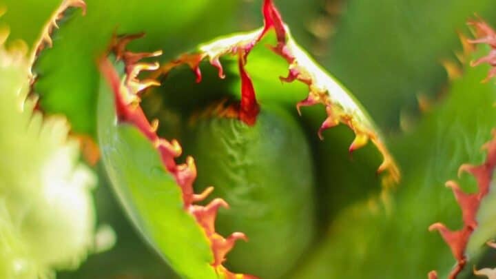 Agave Bovicornuta Care – Grow like a Pro!