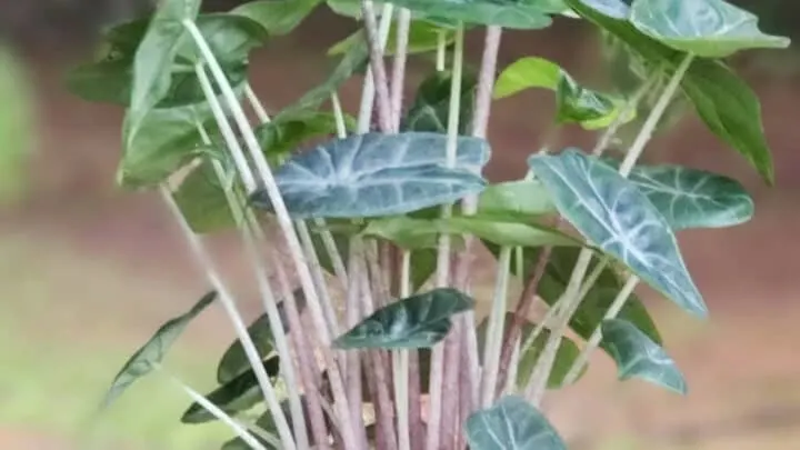 Alocasia Ivory Coast Care: The Definitive Guide