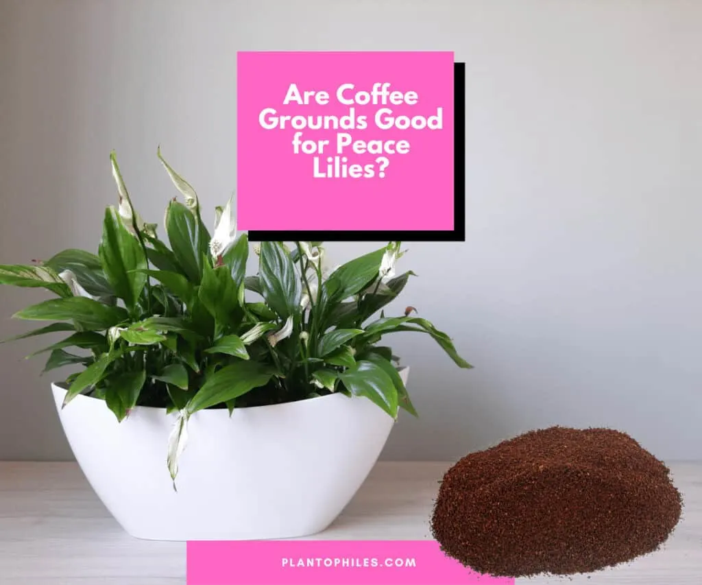 Are Coffee Grounds Good for Peace Lilies