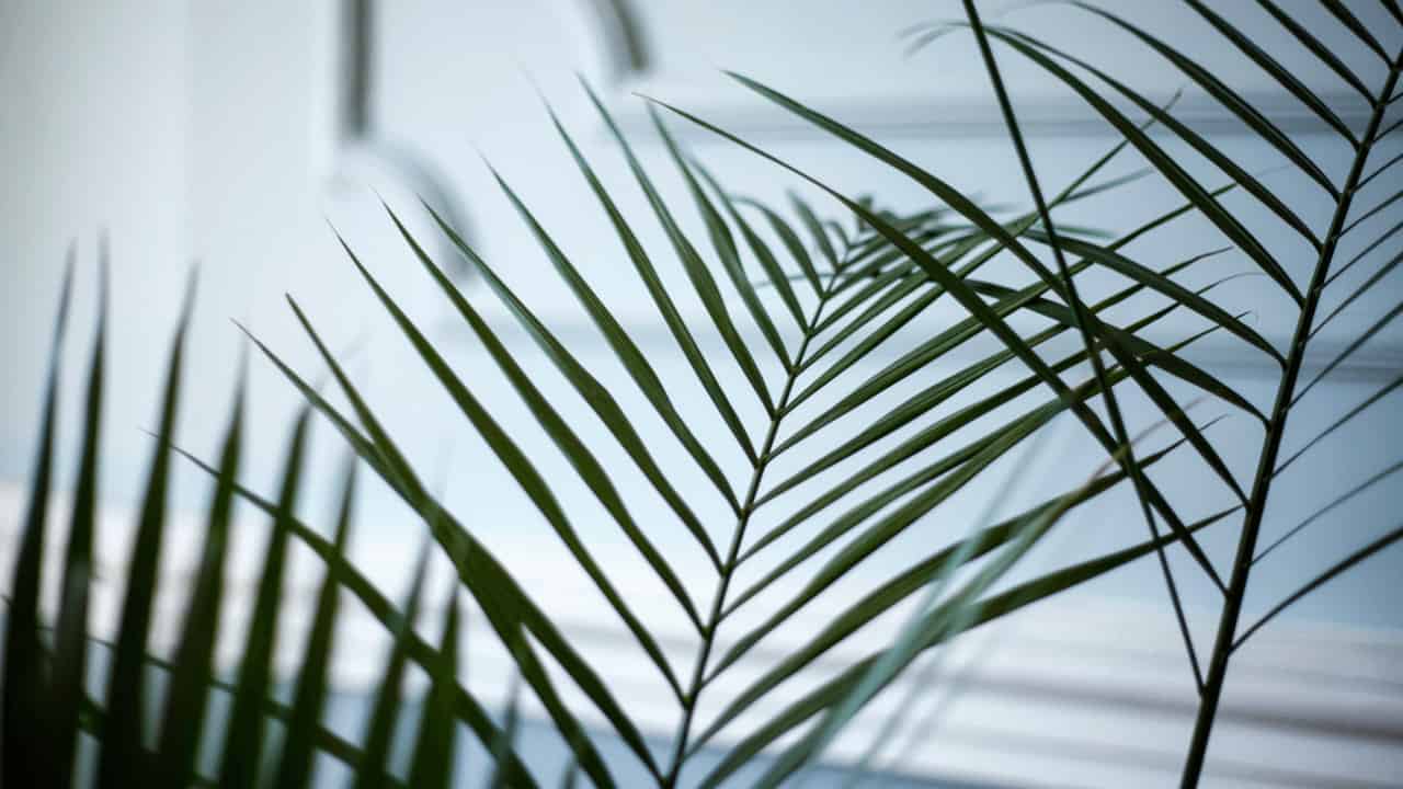 Areca Palm Care