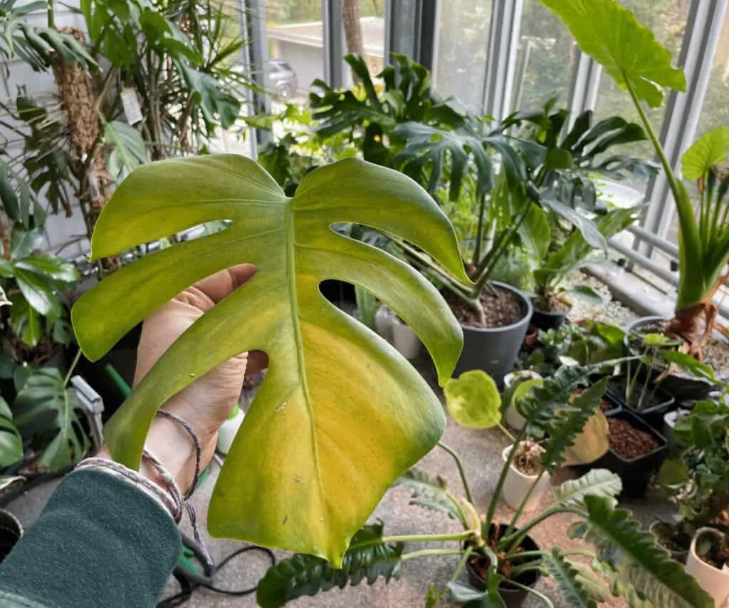 As long as you are not overwatering your Monstera, care is easy. This is a yellow leave I plucked off my plant. Yellow leaves are a clear sign of overwatering