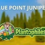 Blue Point Juniper