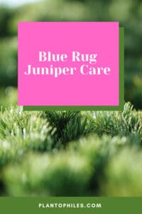 Blue Rug Juniper Care