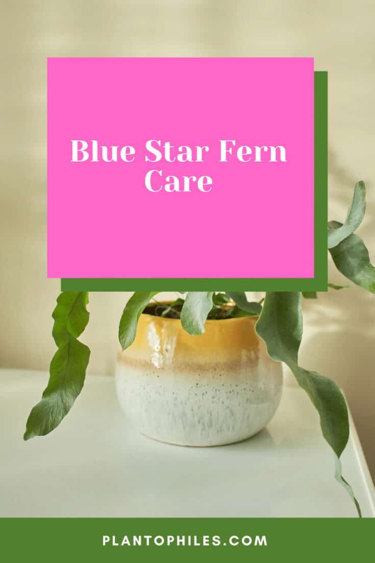 Blue Star Fern Care