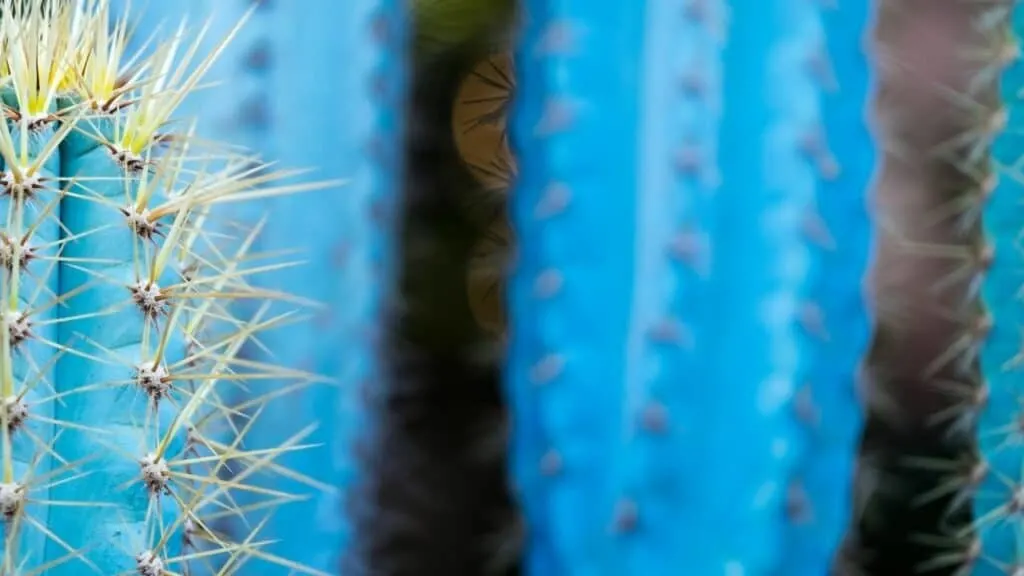 Blue Torch Cactus