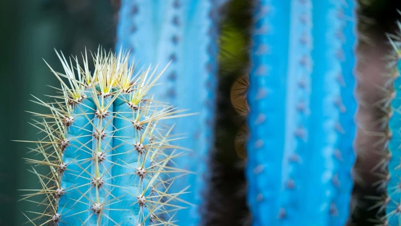 Blue Torch Candle Cactus Pilosocereus Azureus
