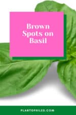Brown Spots on Basil: 6 Best Reasons & Treatments