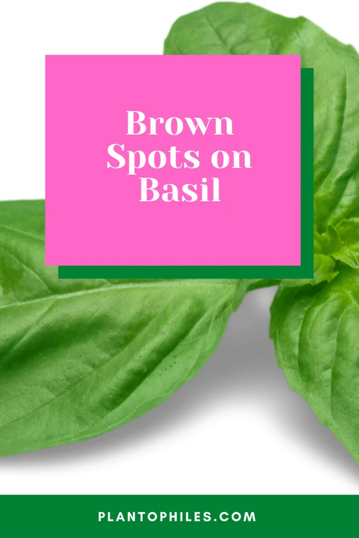 Brown Spots on Basil