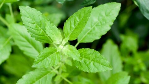 Brown Spots on Basil: 6 Best Reasons & Treatments