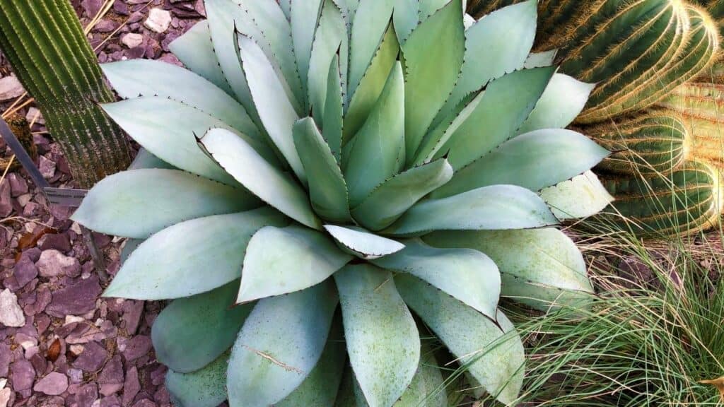 Butterfly Agave