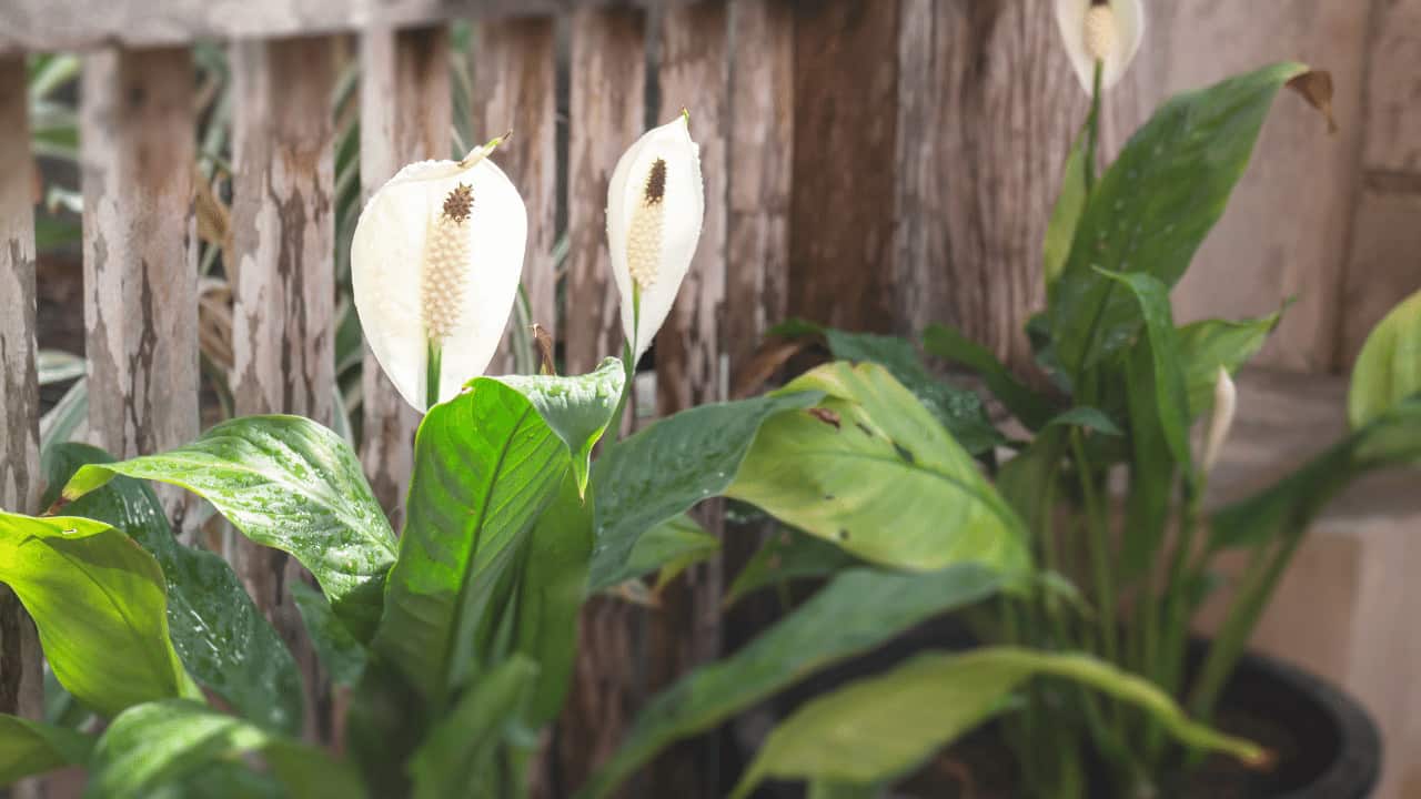 Can Peace Lily Survive Outdoors, Peace Lily Outdoors