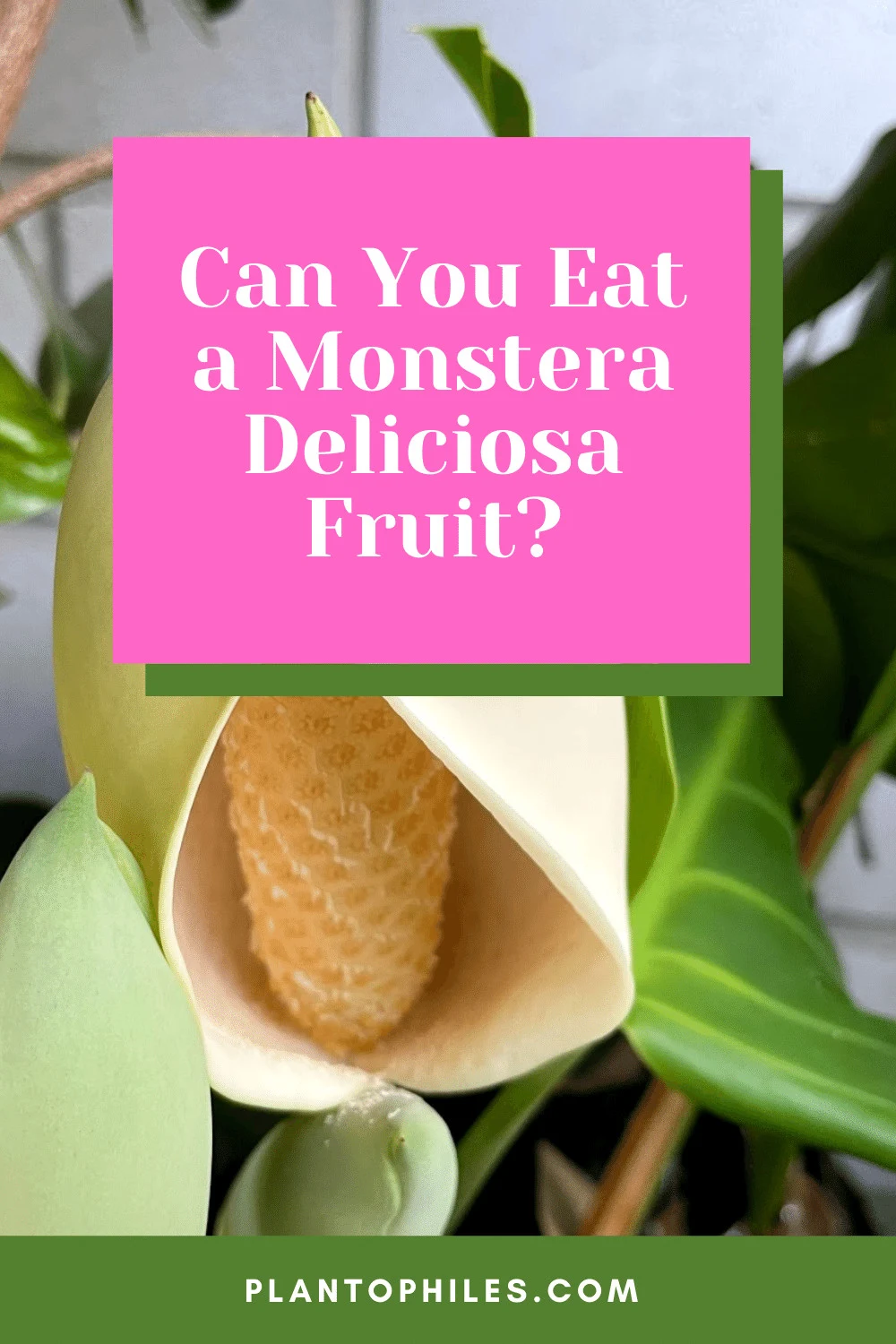 Can You Eat a Monstera Deliciosa Fruit?