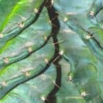 Cereus Forbesii Spiralis