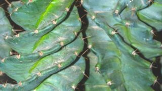Cereus Forbesii Spiralis