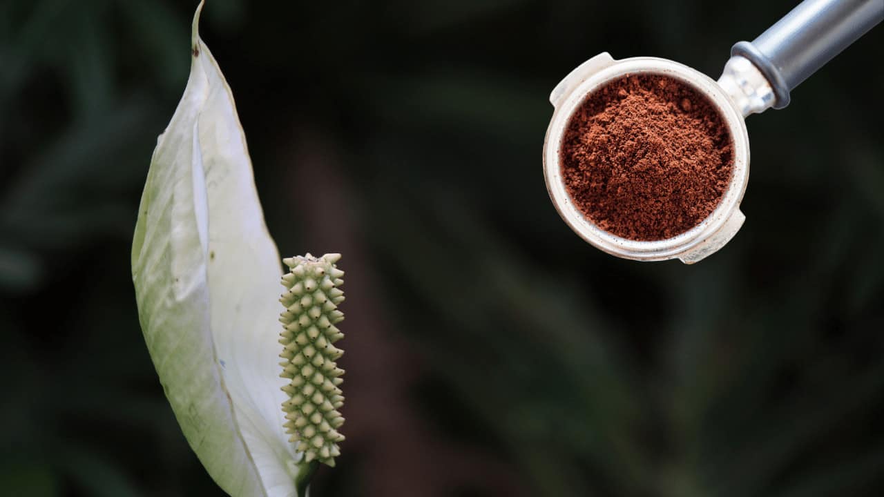 Coffee Grounds for Peace Lilies