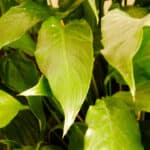 Crinkly Leaves on a Peace Lily