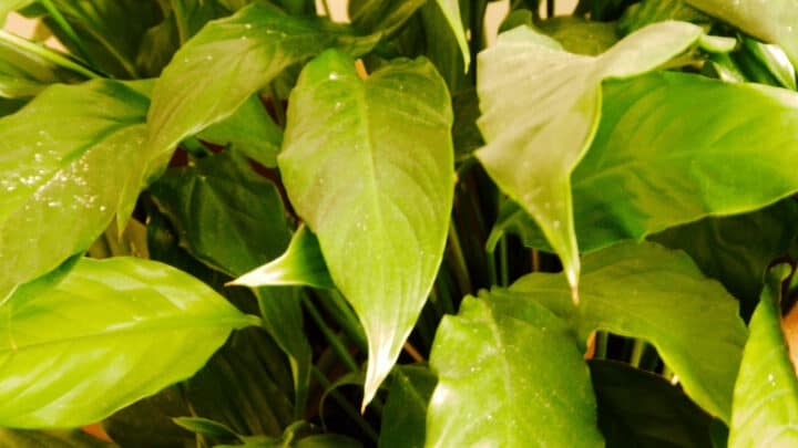 7 Reasons Causing Crinkly Leaves on a Peace Lily