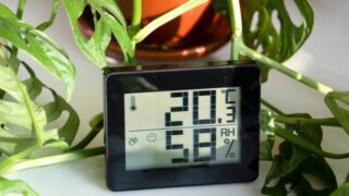 Do Houseplants Increase Humidity