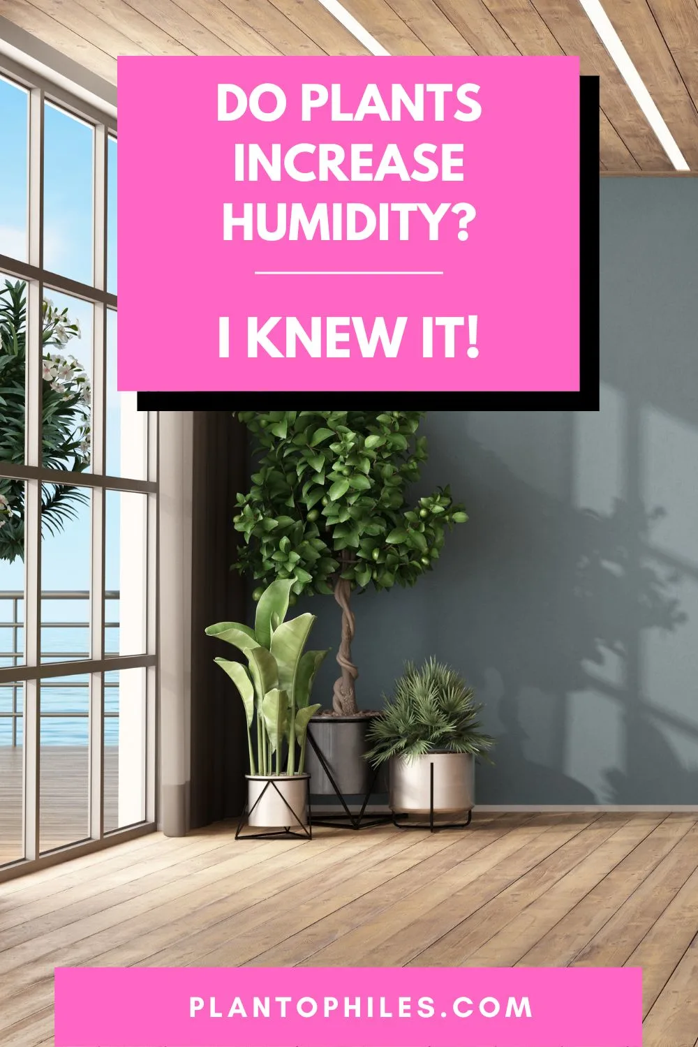 Do Plants Increase Humidity