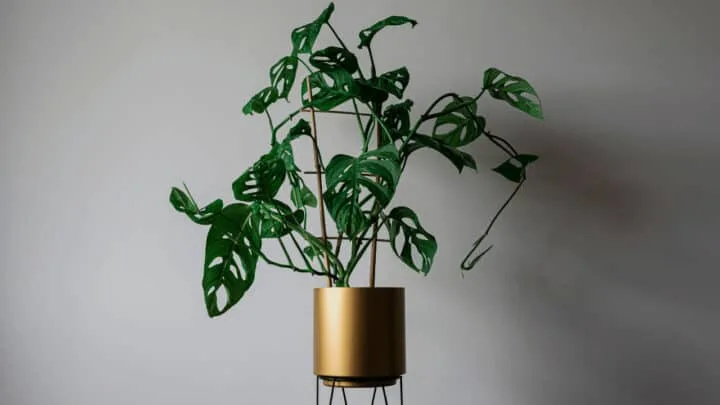 Does Monstera Adansonii Grow Fast? #1 Best Answer!
