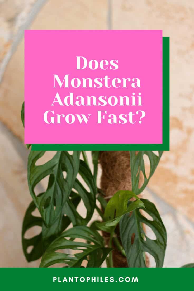 Does Monstera adansonii grow fast?