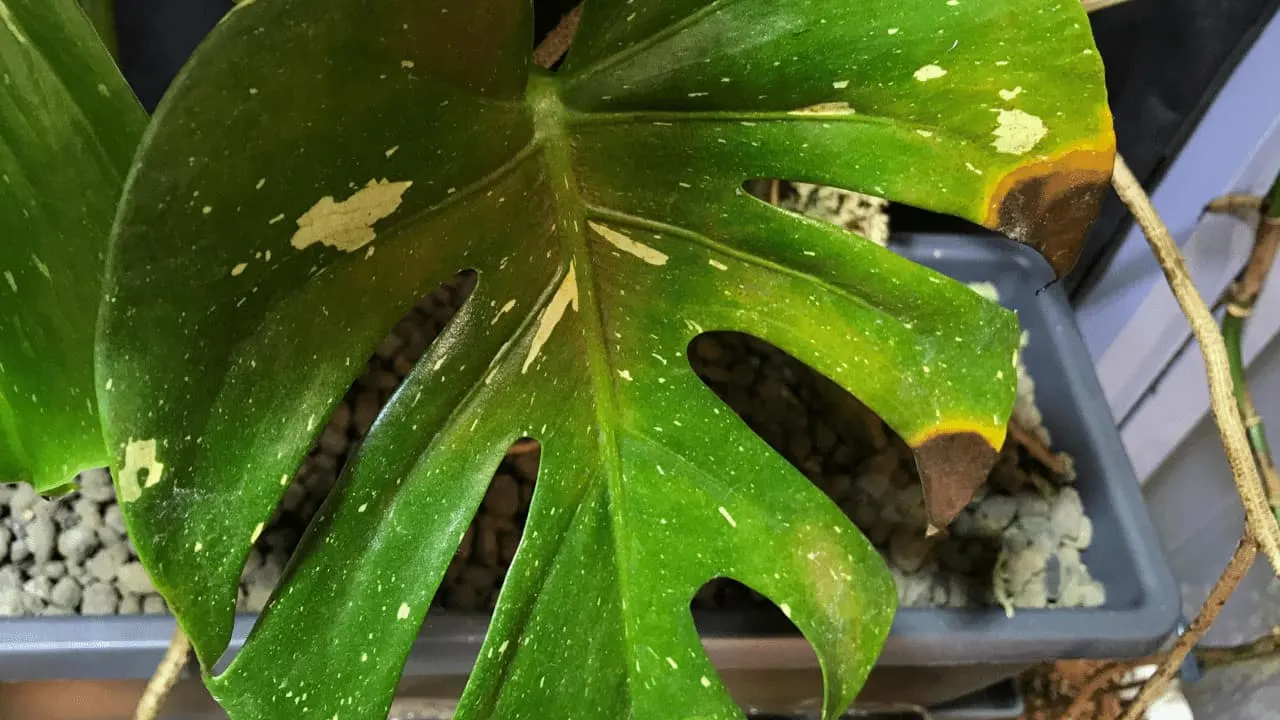 Dying Leaves On Monstera Deliciosa