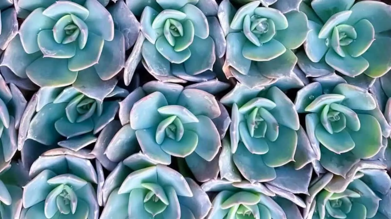 Echeveria Blue Prince