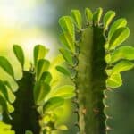 Euphorbia Trigona Care