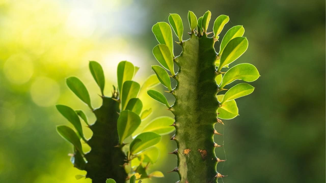 Euphorbia Trigona Care