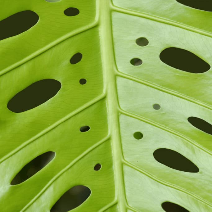 Fenestrations increase as leaf size grows when a supporting structure is provided to a Monstera Deliciosa