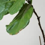 Fiddle Leaf Fig Has Brown Leaves