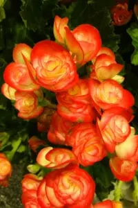 For storing Begonias over winter, remove them from their pots and chop most of the leaves off