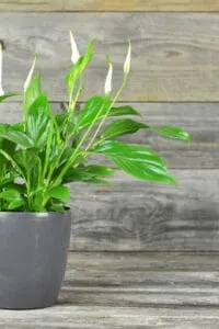 Fungal diseases such as Cylindrocladium spathyphylli and Phytophthora parasitica fungi will lead to yellow leaves on a Peace Lily