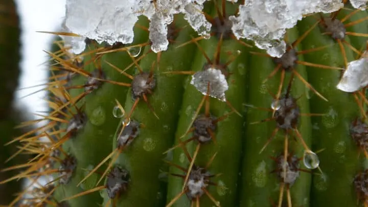 Golden Torch Cactus Care &ndash; Tutorial