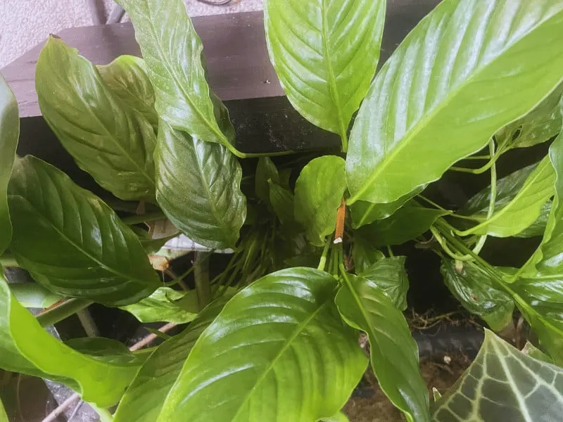 Healthy Spathiphyllum leaves are facing upwards