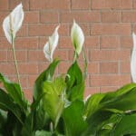 How Big Does a Peace Lily Get