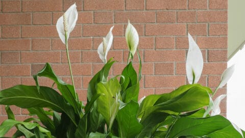How Big Does a Peace Lily Get? The Answer!