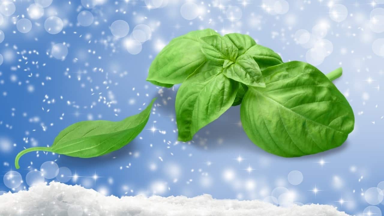 How Cold Can Basil Tolerate