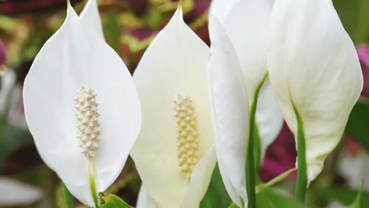How Long Do Peace Lilies Last &ndash; Let&rsquo;s See