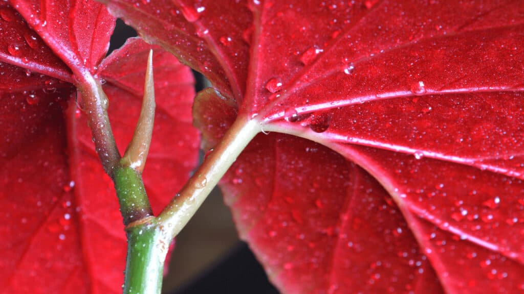 How Often Should You Water Begonias? It depends