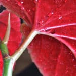 How Often Should You Water Begonias