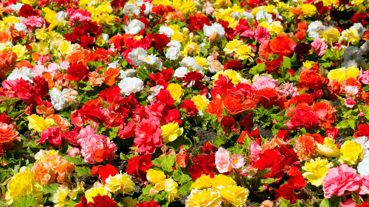 How To Keep Begonias Over Winter