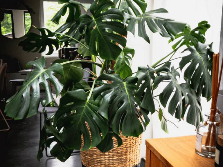 How Often to Water Monstera deliciosa - My Best Tips!